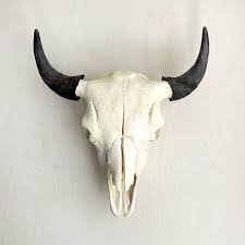 <p>No lacrimal canal or depression; short sharply curved true horns</p>