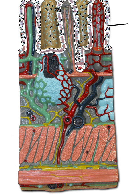 knowt flashcard image