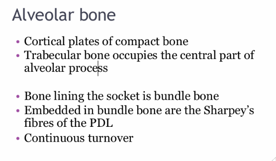 <ul><li><p>Cortical plates of compact bone</p></li><li><p>Trabecular bone occupies the central part of alveolar process</p></li><li><p>Bone lining the socket is bundle bone</p></li><li><p>Embedded in the bundle bone are the Sharpey’s fibres of the pDL </p></li><li><p>there is continuous turnover</p></li></ul><p></p>