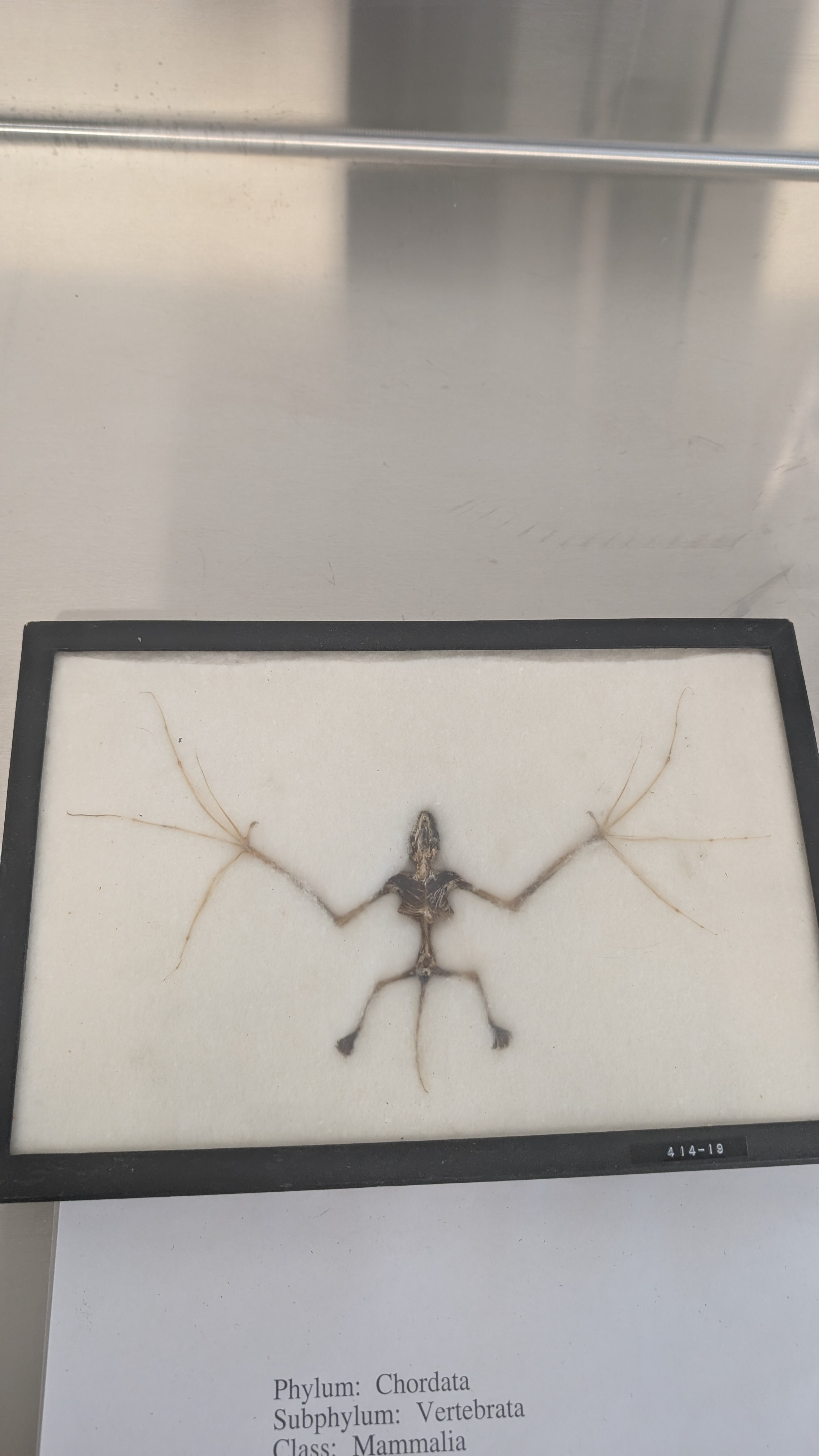 <p>Identify</p>