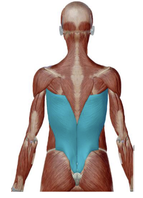 <p>Latissimus Dorsi Action </p>