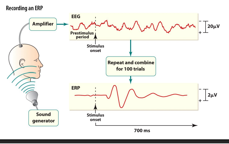 <ul><li><p>EEG recordings provide a continuous measure of brain activity </p></li><li><p>ERPs are recorded in reference to a specific event: voltage changes that are related to brain’s response to a stimulus </p></li><li><p>Low signal to noise ratio! </p><ul><li><p>Size of variation in EEG signal induced by event small compared to ongoing EEG signal. </p></li></ul></li><li><p>Detecting ERPs requires signal averaging, which averages waveforms from multiple trials so they can be seen against variations in EEG from trial to trial.</p></li></ul><p></p>