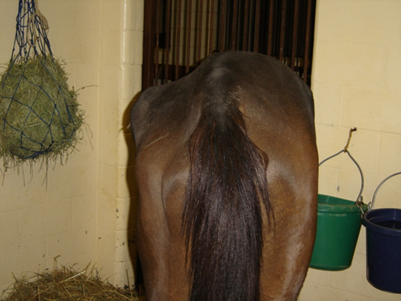<p>Equine protozoal myeloencephalitis (EPM)</p>