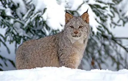 <p>What Mammal is this?</p>