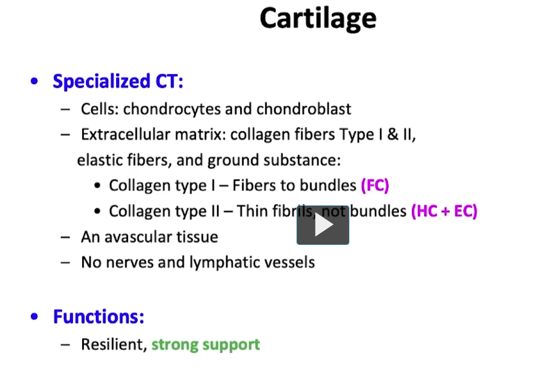 <p>Let us review the components and the cells of cartilage tissue. The cells are the chondrocytes and chondroblasts, and as a reminder, the chondroblast can only be seen if there’s perichondrium. </p><p>Remember that cartilage contains a matrix that’s composed of fibers and ground substance. Fibrocartilage will contain collagen type I fibers in it's matrix vs elastic cartilage which will contain type II collagen and elastic fibers. Both contain ground substance Remember that cartilage is an avascular tissue and it doesn’t contain nerve or lymphatic vessels, and it functions as a strong and resilient support that can handle compression well. </p>