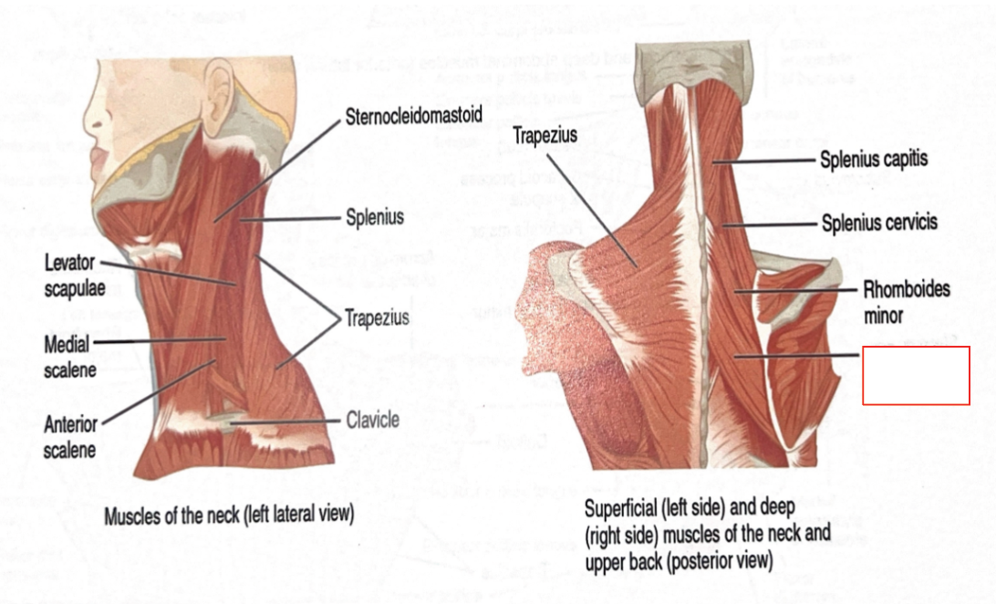 <p>Retracts scapula</p>