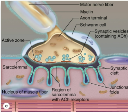 <p>this type of junction is only found in voluntary muscle</p>