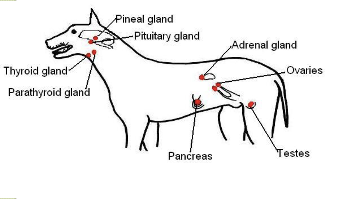 <ol><li><p>pituitary gland</p></li><li><p>pineal gland</p></li><li><p>thyroid / parathyroid</p></li><li><p>pancreas</p></li><li><p>adrenal gland</p></li><li><p>ovaries</p></li><li><p>testes</p></li></ol><p></p>