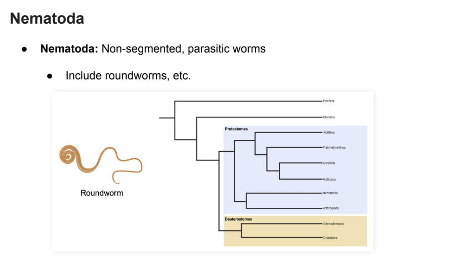 <p><strong>Roundworms</strong></p><p></p>