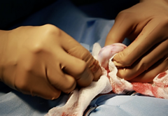 <p>What step of a closed castration is this?</p>