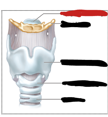 <p>only laryngeal cartilage that is elastic, part of epiglottis which prevents food from entering the airway tubes</p>