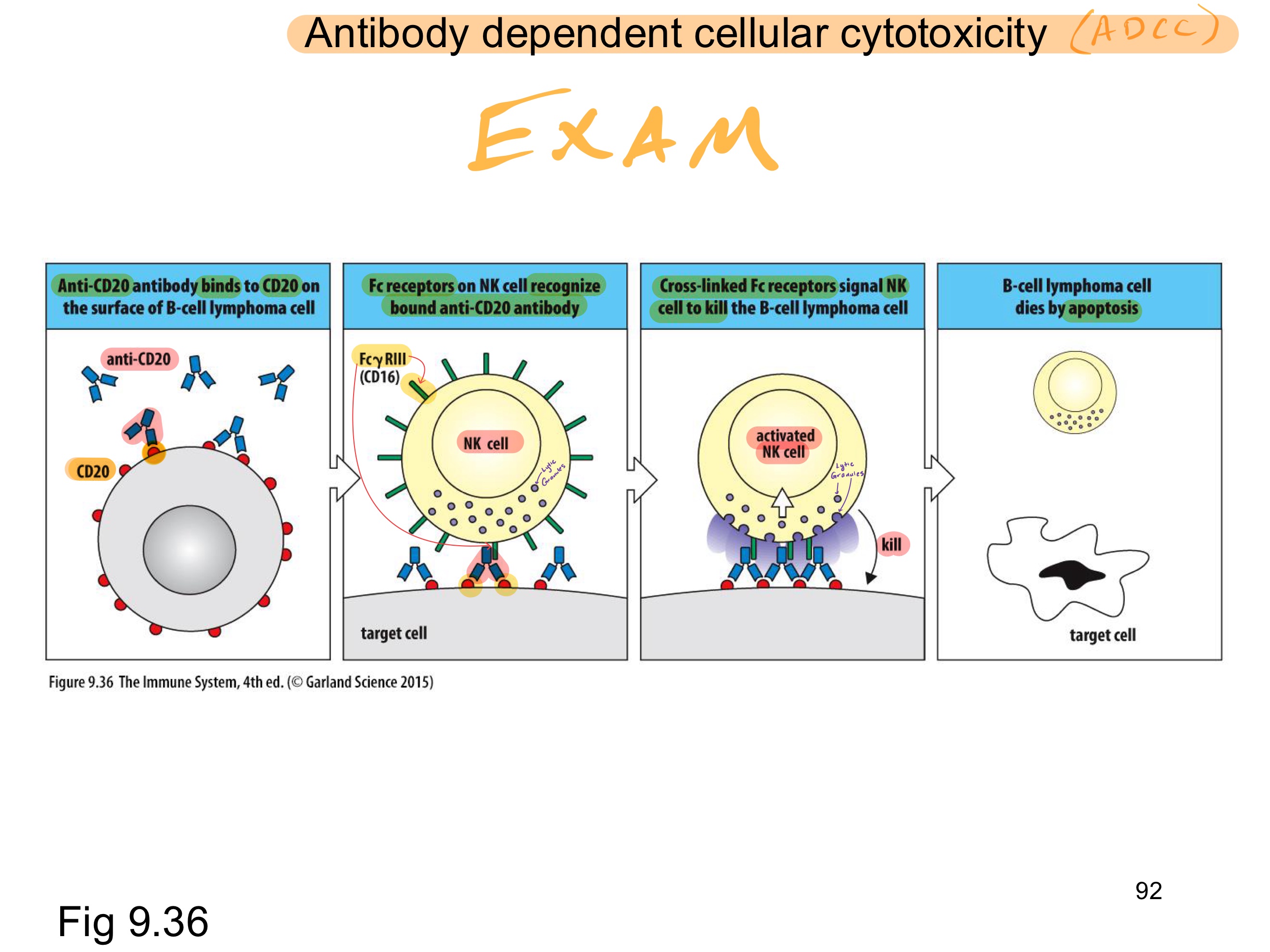 <ul><li><p>ADCC = antibody-dependent cellular cytotoxicity – immune cells kill targets coated with antibody.</p></li><li><p><u>Per Image:</u></p><ul><li><p>Antibody binds CD20 on B-cell lymphoma.</p></li><li><p>NK cell Fc receptor binds antibody Fc region.</p></li><li><p>NK cell activation via Fc receptor cross linking.</p></li><li><p>Release of perforin/granzymes.</p></li><li><p>Cancer cell apoptosis.</p></li></ul></li><li><p><strong>Antibody → tags; NK → assassinates.</strong></p></li></ul><p></p>
