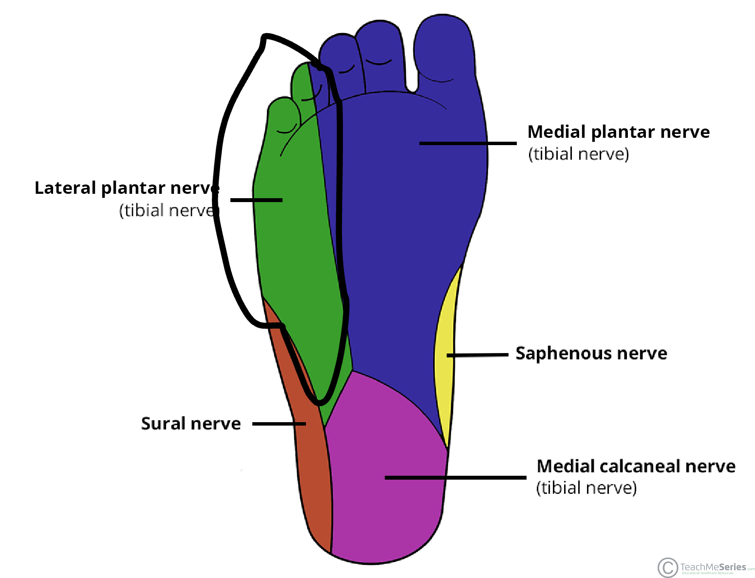 <p>Summerize the <strong>lateral plantar nerve</strong>.</p>