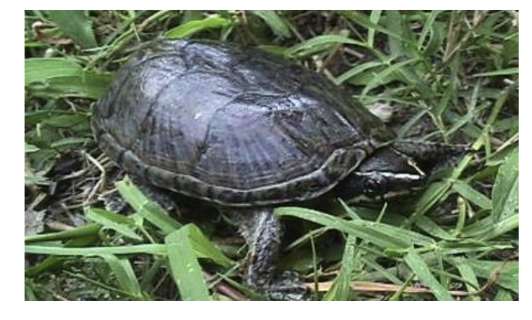 <p>• Poison glands of amphibians (Paratoid glands in toads, tail in some plethodontids, Newt toxins)</p><p>• Snake venoms</p><p>• Kinosternidae: stink!</p><p>• Snake musk from cloacal scent glands</p>