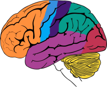 <p>Temporal lobe: Wernicke’s area</p>