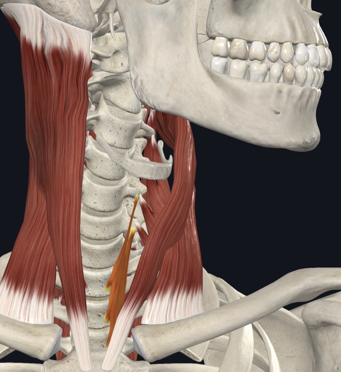 <p>Flexes neck with rotation to opposite side if acting unilaterally</p>