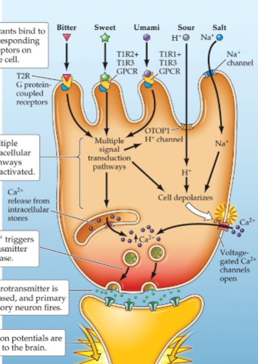 <p>Tastants bind to corresponding receptor, multiple intercellular pathways activated, Ca<sup>2</sup> triggers transmitter release, NT released and primary sensory neuron fires, action potentials sent to brain </p>