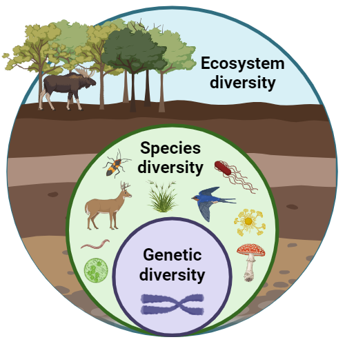 <p>The variety of different kinds of organisms living in a particular habitat or region. Example: all the different plant species in the Australian Desert.</p>