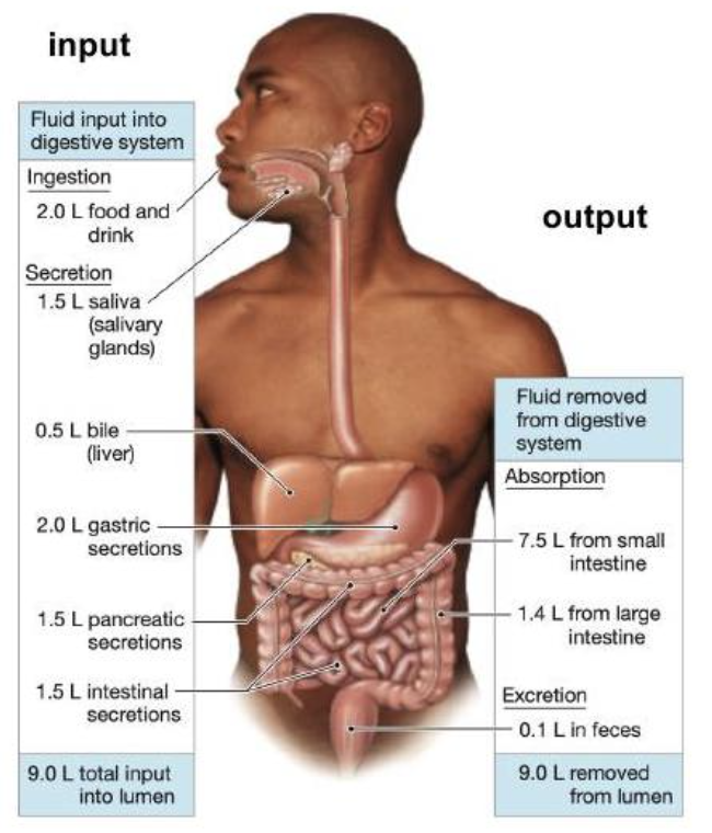 <p>9L per day</p><ul><li><p>Absorbed in small intestine = 7.5L</p></li><li><p>Absorbed in large intestine = 1.4L</p></li><li><p>Lost in faeces = 0.1L </p></li></ul><p></p><p>Via homeostasis, output must = input → mass balance</p><p></p>