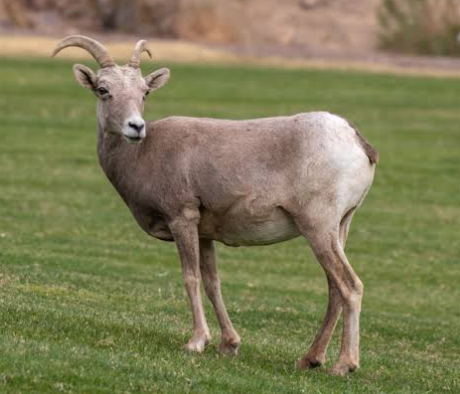 <p>native</p><p>big game</p><p>ewes</p><p>juveniles = lambs</p><p>females have smaller, thin curving horns </p>