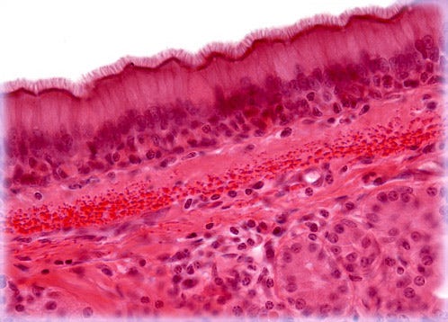 <p>Airway and uterine tubes, spread mucus and remove debris</p>