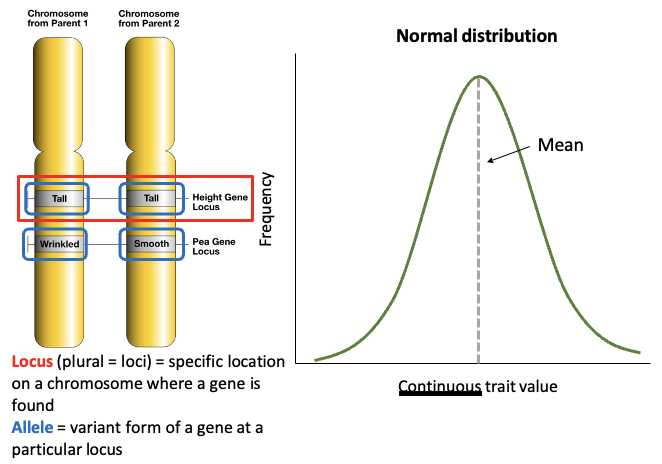 <ul><li><p>Traits affected by one locus (place on the chromosome) are qualitative</p><ul><li><p>Discrete variation (smooth vs wrinkled peas)</p></li></ul></li></ul><ul><li><p>Traits affected by more than one locus are quantitative</p><ul><li><p>Continuous variation (height vs weight)</p></li><li><p><strong>The different types of selection apply to quantitative!</strong></p></li></ul></li></ul><ul><li><p>Allele = variant form of a gene at a particular locus</p></li><li><p>Locus = <span>specific location on a chromosome where a gene is found</span></p></li></ul><p></p>