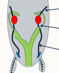<p>Waht are the 3 ligaments identified?</p>