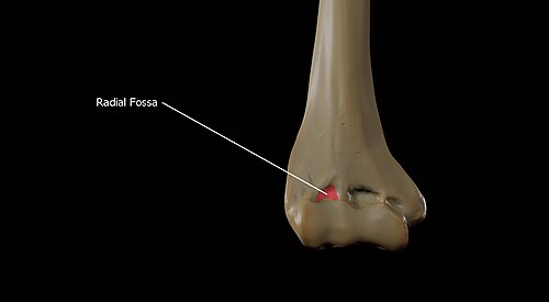 <p>Radial Fossa</p>