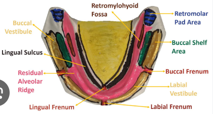 <p>bases are extended <strong>buccally </strong>within physiologic tolerance of borders structures</p><p>cover <strong>retromolar pads</strong> and extend into <strong>retromylohyoid fossae</strong></p>