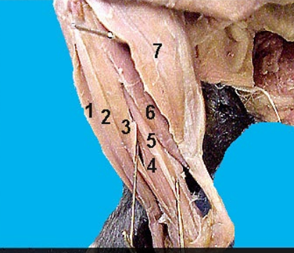<p>6?</p>