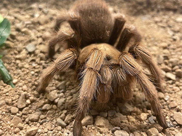 <p>Desert Blonde Tarantula</p>