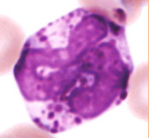 <p>produced from a bi-potential basophil/mast cell progenitor</p><p>-similar growth factors for eosinophils (IL-3, GM-CSF, IL-5)</p>