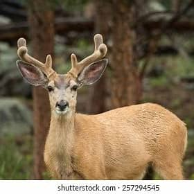 <p>What Mammal is this?</p>