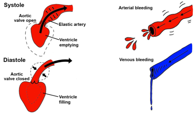 <ul><li><p>Larger lumen + v elasticity + v smooth muscles → lumen are largely open just by the amount of blood they have (lots of blood b/c of large lumen)</p></li><li><p>Laceration → continuous low pressure flow</p><ul><li><p>Happens usually from capillaries & thin-walled veins</p></li></ul></li></ul><p></p>