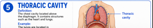 <p>The chest cavity located above the diaphragm. It contains structures such as the heart and lungs.<br>Example: The lungs are located in the thoracic cavity.</p>