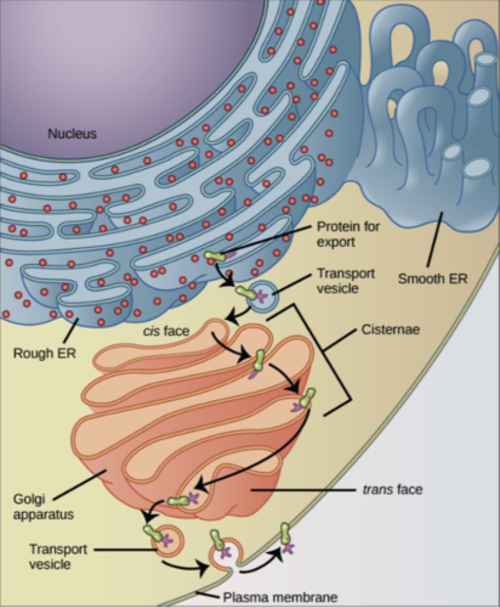 <p>smooth ER</p>