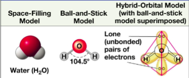 <ul><li><p>a “V” - 2 covalent bonds at an angle of 104.5 degrees</p><ul><li><p>H20 = lone pairs of electrons on the oxygen atom occupies 2 of the hybrid orbitals</p></li></ul></li></ul><p></p>