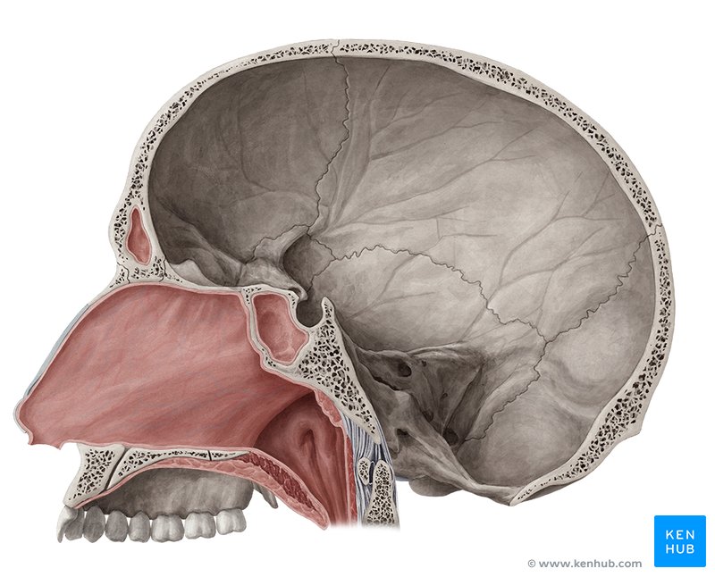 <p>What body cavity is this?</p>