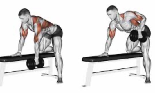 <p>Single arm bent over row target muscle and joint action</p>