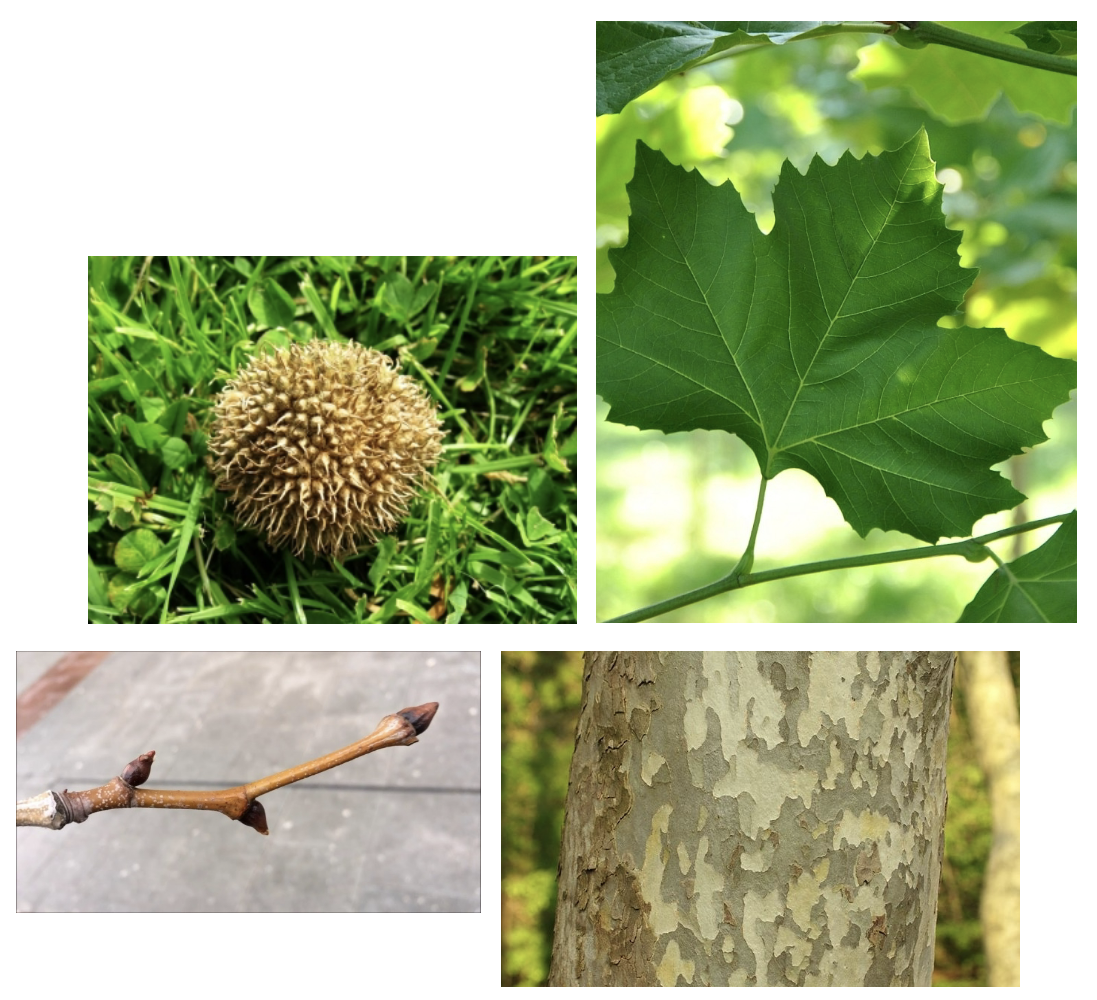 <p>(Invasive, laanboom)</p>