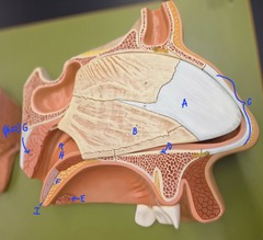 <p>identify B</p>
