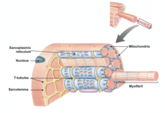 <p>Sarcoplasmic reticulum: stores and releases the calcium required for contraction</p><p>Nucleus: houses genetic material</p><p>T-tubules: invaginations that allow for faster signal conduction; extensions of the cell membrane to send signal quickly bc cell is too big</p><p>Mitochondria: produces ATP that the cell requires to convert chemical to mechanical energy</p><p>Myofibril: performs the actual contractions for the muscle; where contractile proteins are stored (more myofibril = more force generated; ATP --> force)</p><p>Sarcolemma: muscle cell membrane/sheath around muscle fibers interacts with extracellular environment</p>