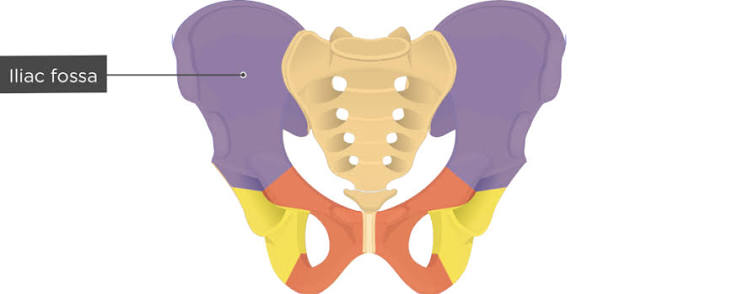 <p>A shallow depression in a bone, typically serving as a hollow or socket for muscle attachment or articulation with another structure. </p>