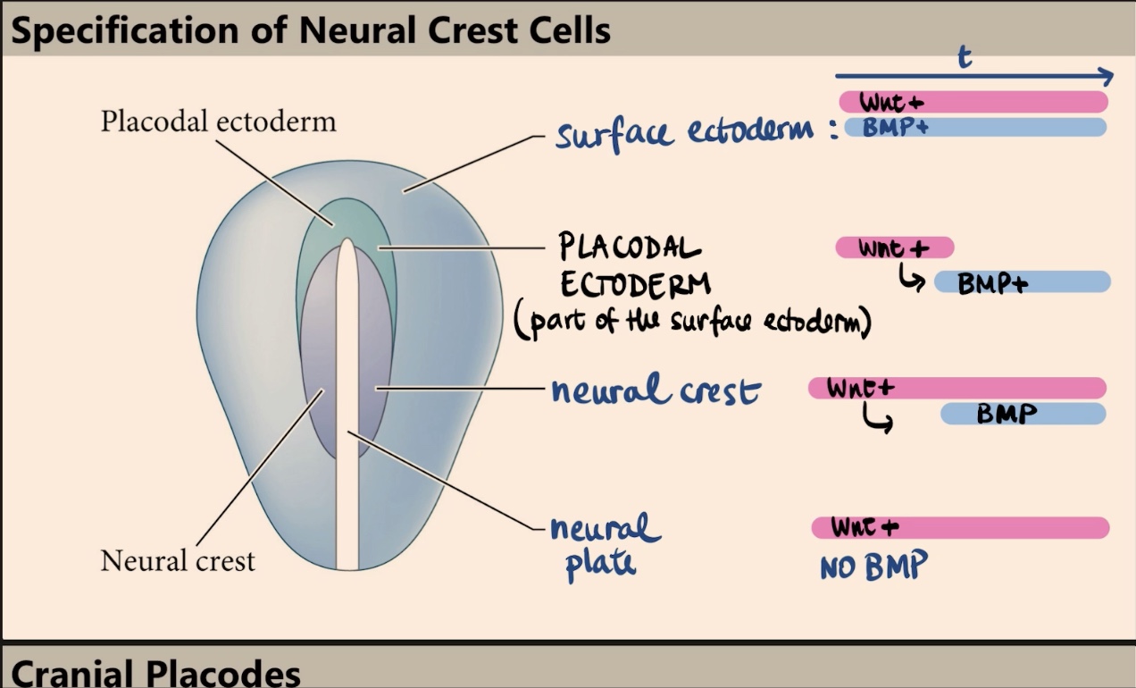 <p>Which two molecules specify the four different fates (surface ectoderm, placodal ectoderm, neural crest, and neural plate), and what is the key factor in their outcome?</p>