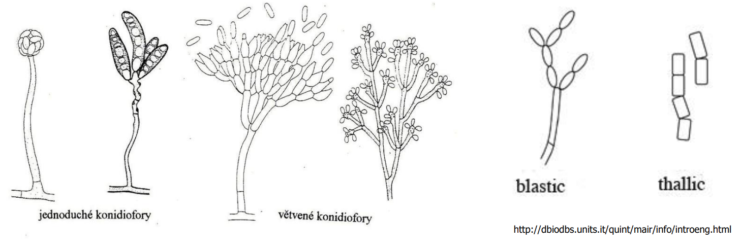 <ul><li><p>anamorfa - mitosporní, imperfektní stádium</p></li><li><p>rozmnožování mitózou za vzniku konidií (nepohlavní buňky Ascomycota, Basidiomycota)</p></li><li><p>konidiofor → konidiogenní buňky → konidie </p></li><li><p>konidiogeneze = proces vzniku konidií </p></li></ul><p></p>