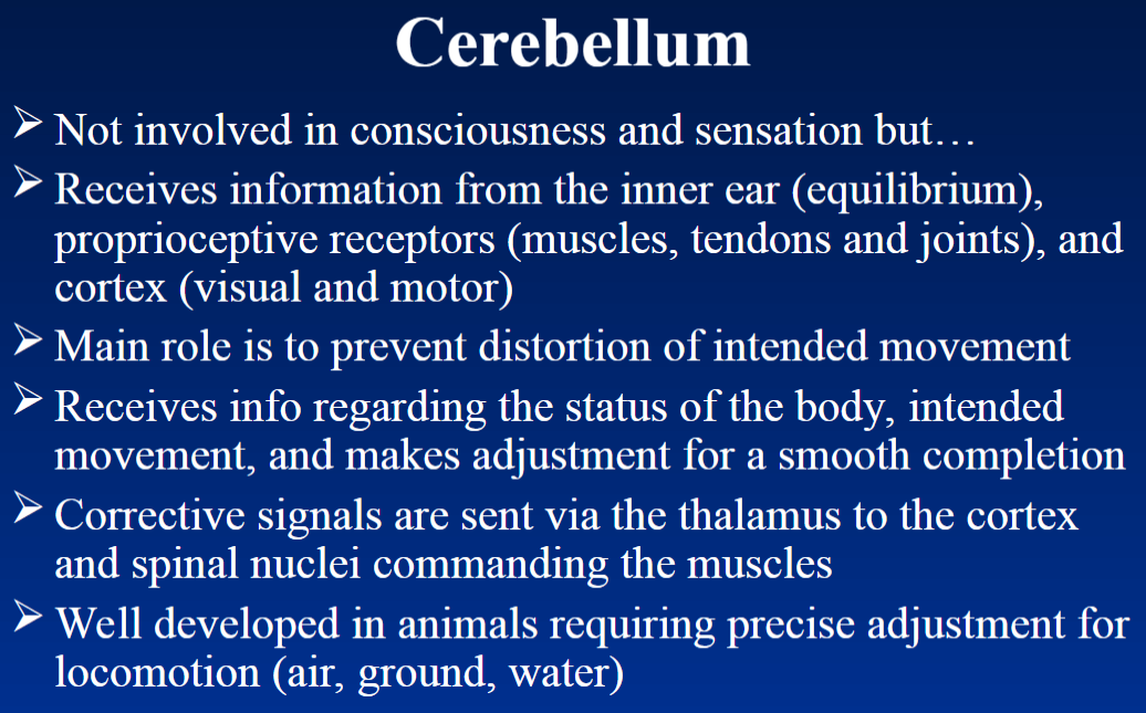 <p><strong>Main Role</strong><br>  • Not involved in <strong>consciousness or sensation</strong><br>  • Main role → prevents <strong>distortion of intended movement</strong><br>  • Helps make movements <strong>smooth and accurate</strong></p><p><strong>Information Received</strong><br>  • Receives information from the <strong>inner ear</strong> → <strong>equilibrium/balance</strong><br>  • Receives information from <strong>proprioceptive receptors</strong> → receptors in <strong>muscles, tendons, and joints</strong> that provide information about body position<br>  • Receives information from the <strong>cortex</strong> → <strong>visual and motor</strong> information</p><p><strong>Movement Adjustment</strong><br>  • Receives information about the <strong>status of the body</strong> and the <strong>intended movement</strong><br>  • Makes adjustments for a <strong>smooth completion of movement</strong><br>  • <strong>Corrective signals</strong> are sent through the <strong>thalamus</strong> to the <strong>cortex and spinal nuclei</strong> that command the muscles</p><p><strong>Development</strong><br>  • Well developed in animals that require <strong>precise adjustment for locomotion</strong><br>  • Important for locomotion through <strong>air, ground, and water</strong></p>
