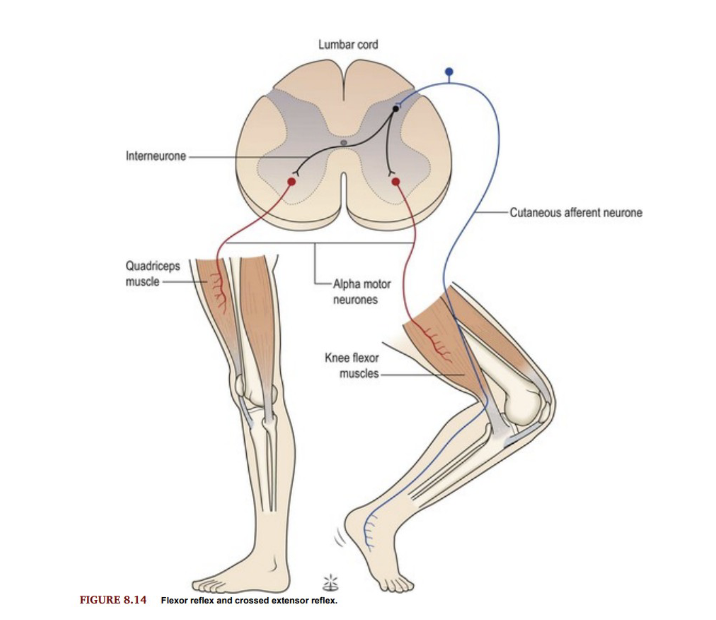 <p>• Example: Stepping on a Sharp Object</p><p></p><p>• Function: Supports weight on opposite limb (extension) when one limb withdraws (flexes)</p><p></p><p>• Pathway: Interneurons cross to contralateral side</p><p>- Extensor muscles contract</p><p></p>