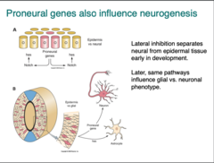 <p>-the proneural genes and notch pathway regulate neurogenesis</p><p>-proneuroal genes segregtes neural tissue from epidermis by inducing Notch pathway which activates Hes1 expression that lateraly inhibits adjacent proneural genes making them epidermal tissue instead (cells expressing higher level of proneural genes differentiate as neurons)</p>