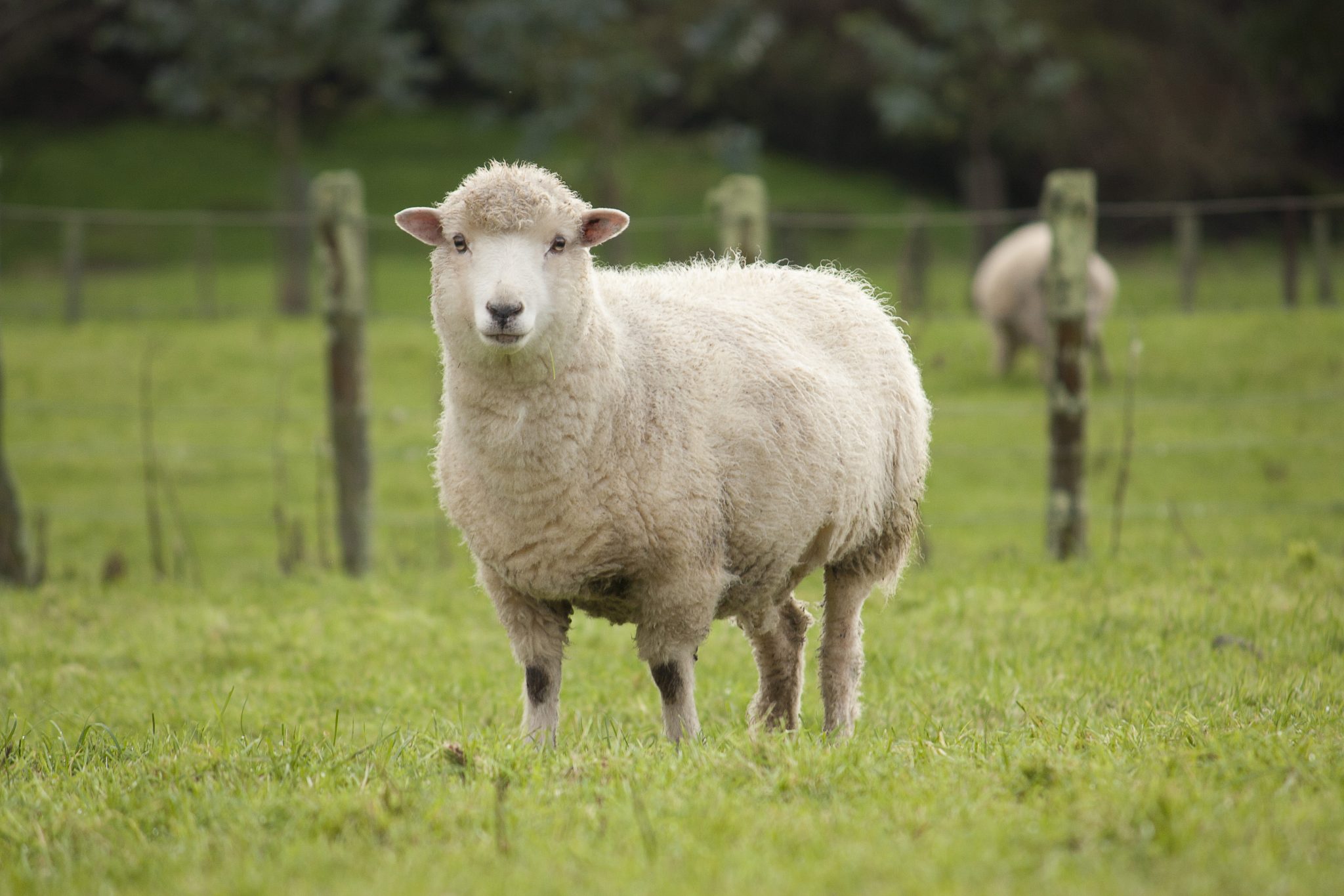 <p>Sheep</p>
