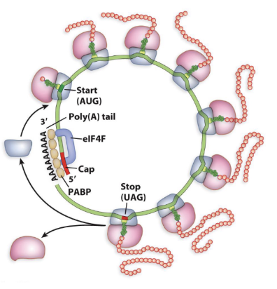 <p>Eukaryotic Polysome</p>
